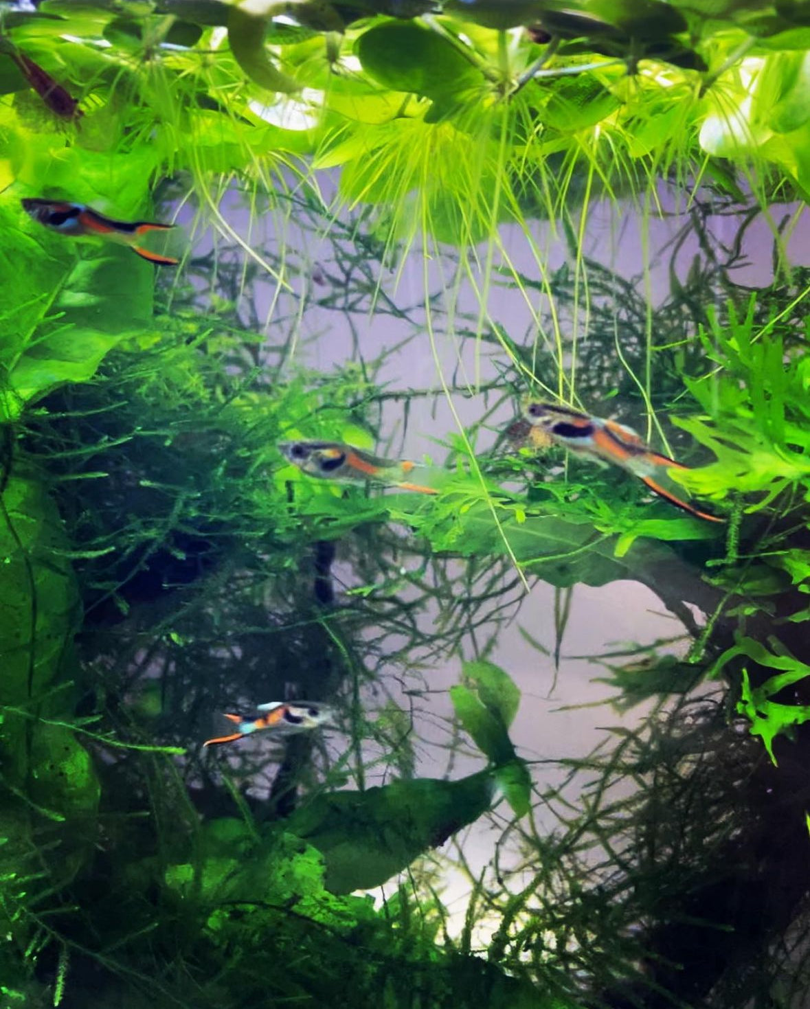 Black Bar Endler