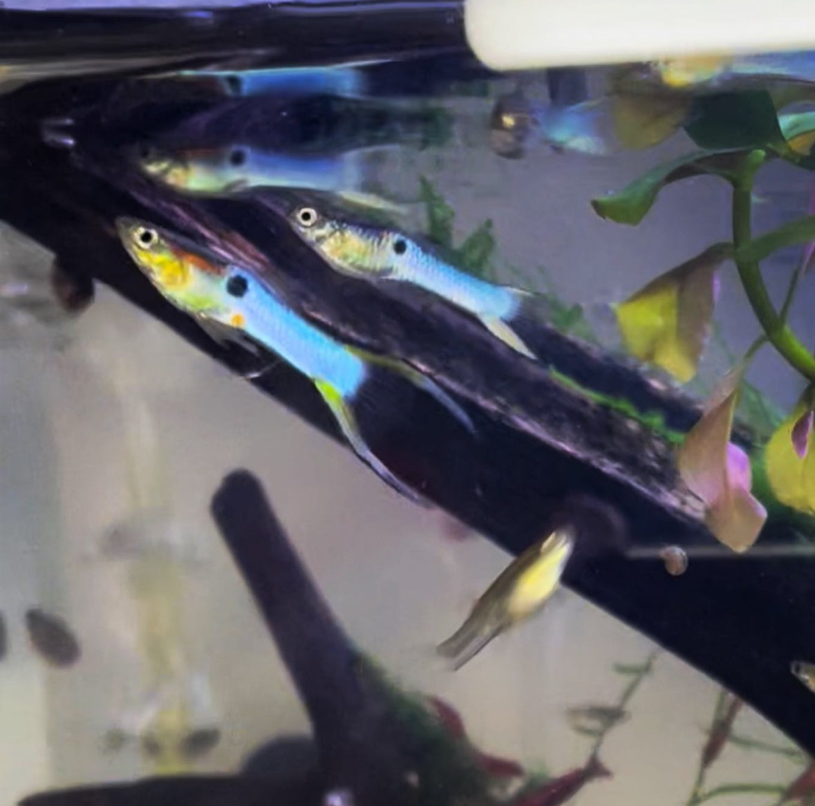 Japanese Blue Endler