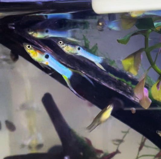 Japanese Blue Endler