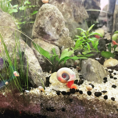 Ivory Pink Ramshorn Snail
