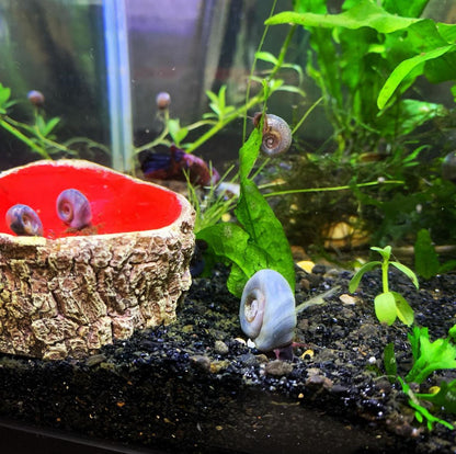 Blue Ramshorn Snail
