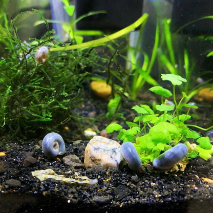 Blue Ramshorn Snail