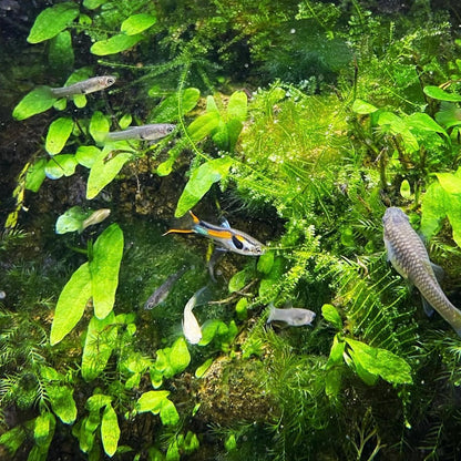 Black Bar Endler