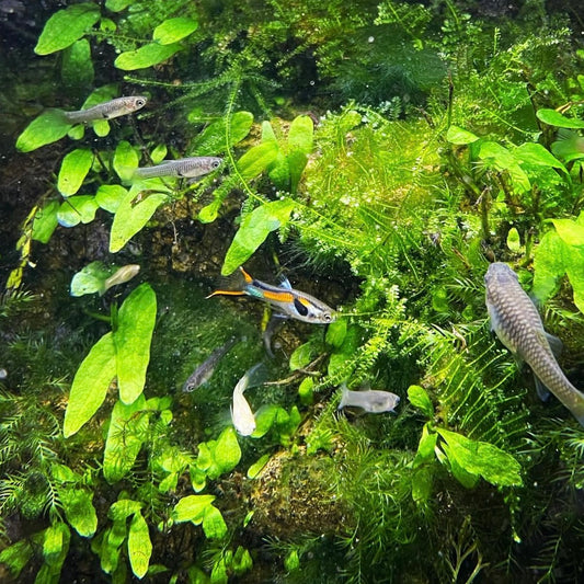 Black Bar Endler
