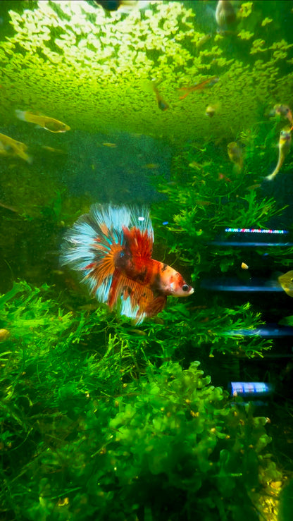 My Breeder Koi Fancy Betta Halfmoon - Male