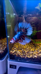 Breeder Koi Fancy Betta Halfmoon - Male