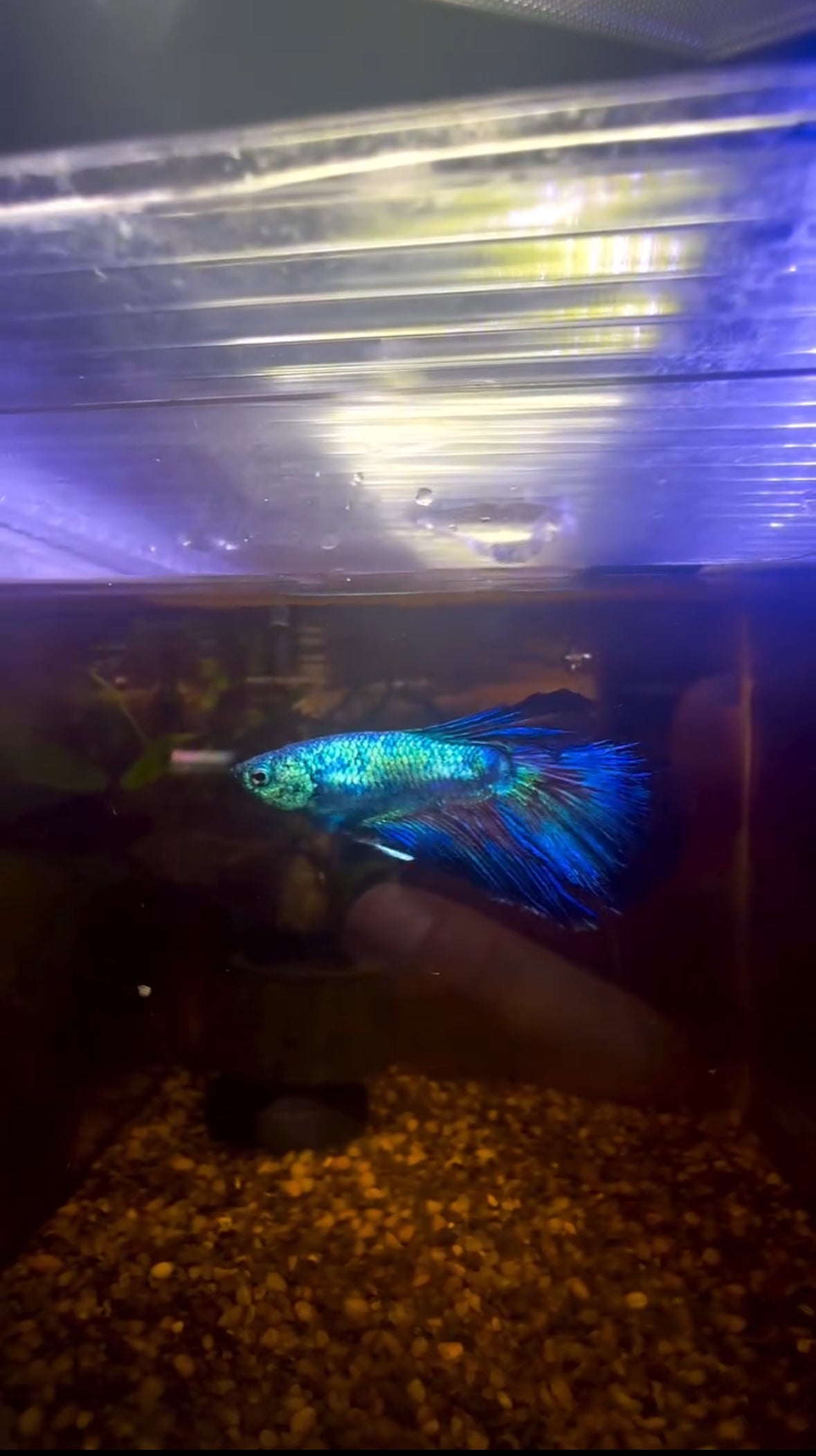 Blue Fancy Betta Halfmoon - Male