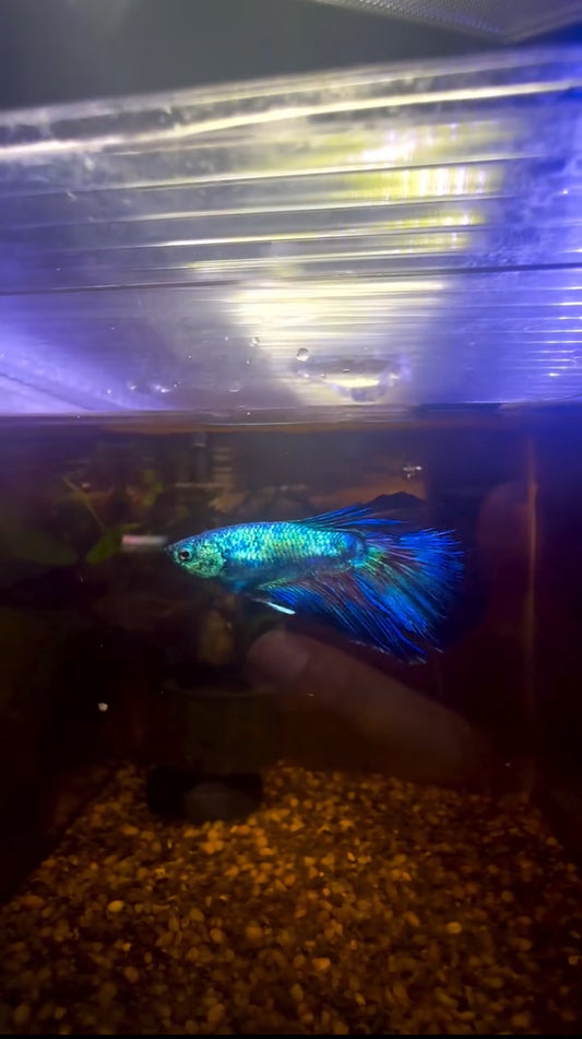 Blue Fancy Betta Halfmoon - Male