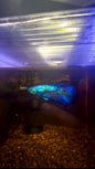 Blue Fancy Betta Halfmoon - Male