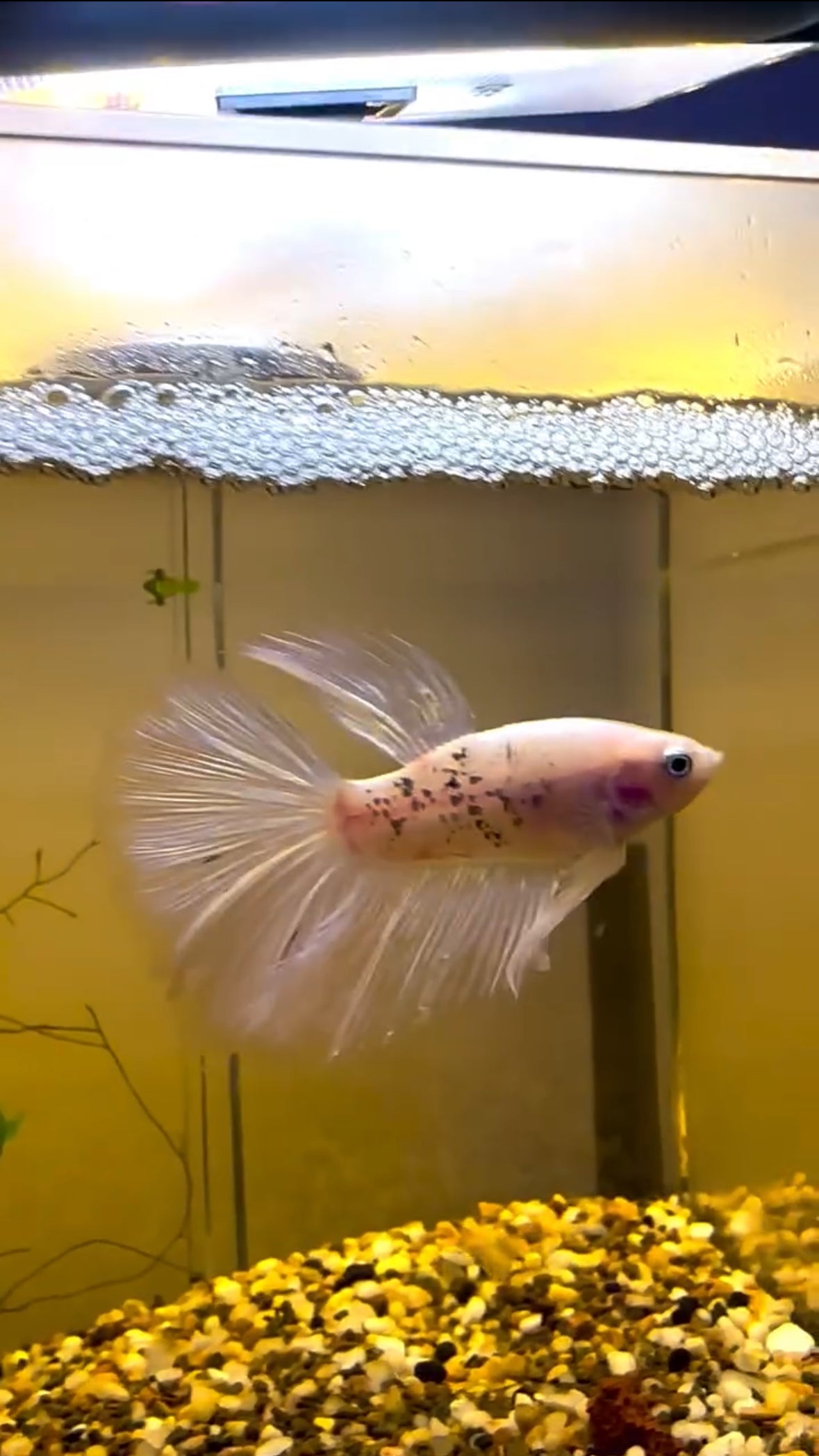 White/Pink Fancy Betta Halfmoon - Male