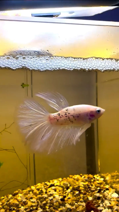 White/Pink Fancy Betta Halfmoon - Male