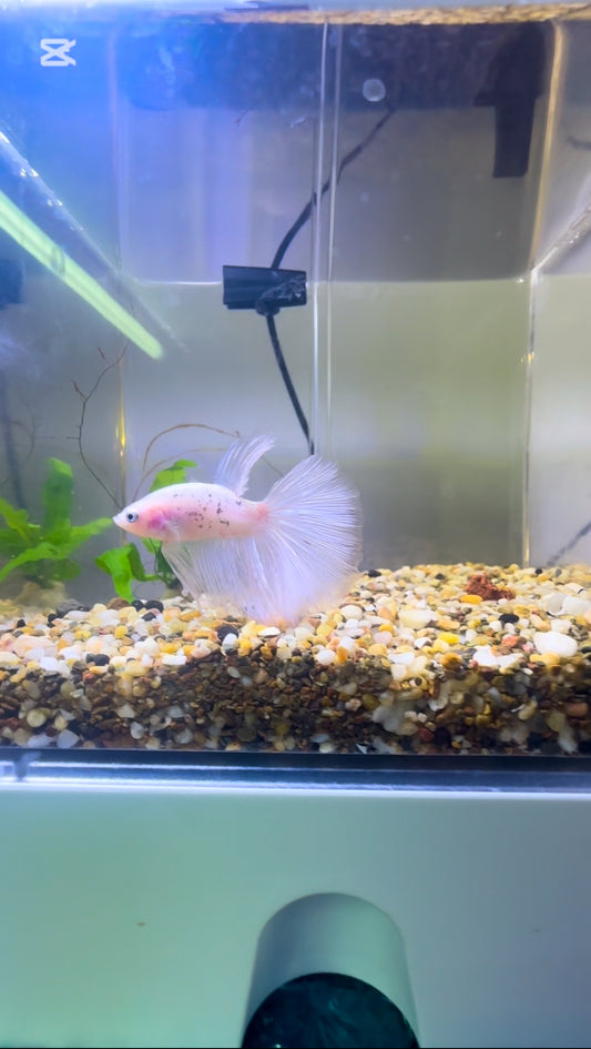 White/Pink Fancy Betta Halfmoon - Male
