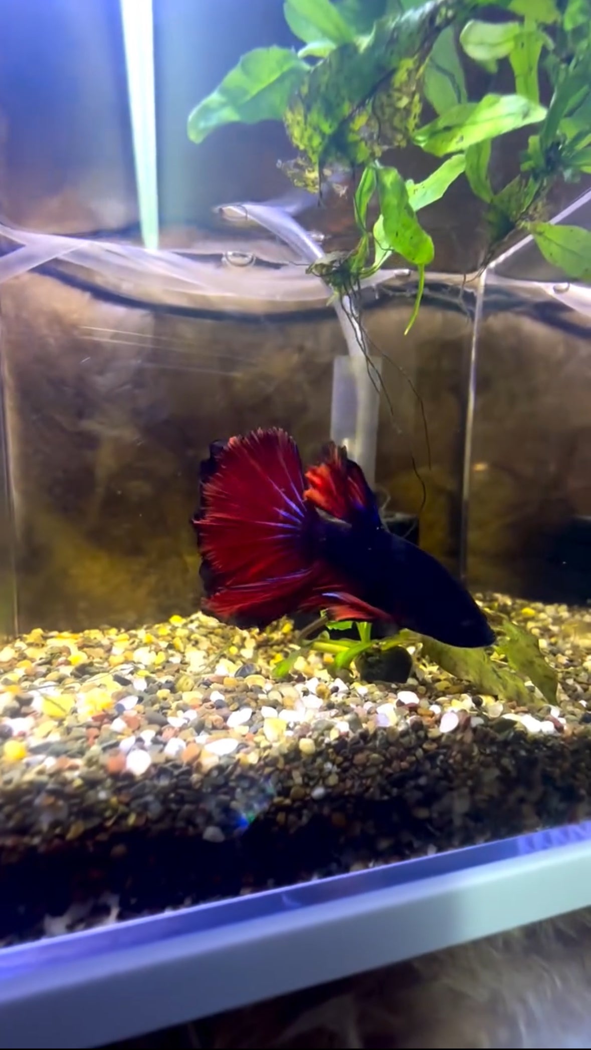 Tricolour Fancy Betta Halfmoon - Male