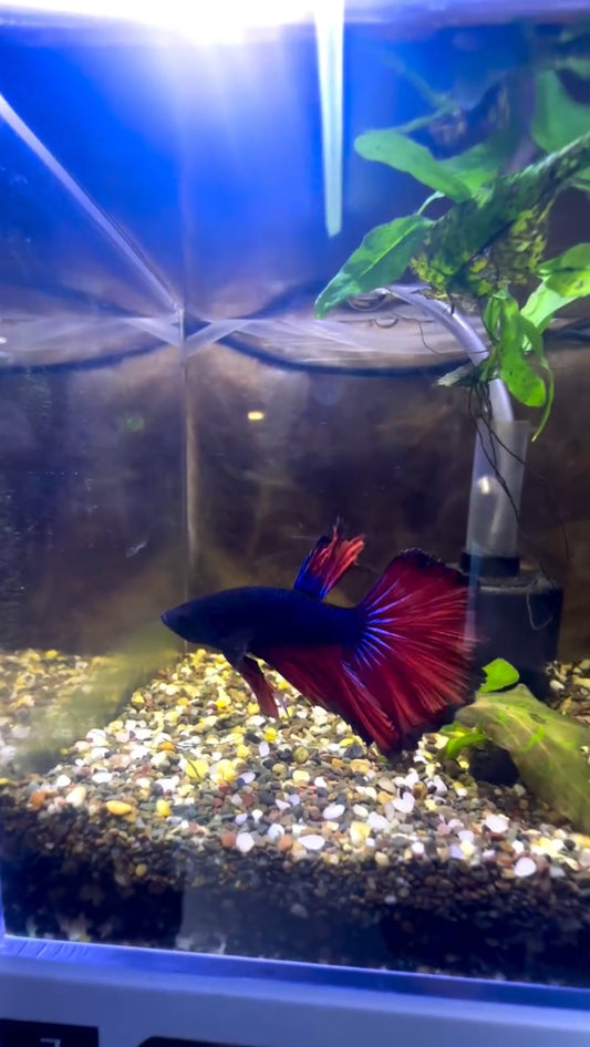 Tricolour Fancy Betta Halfmoon - Male