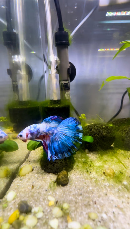 White Marbled Fancy Betta Halfmoon - Male
