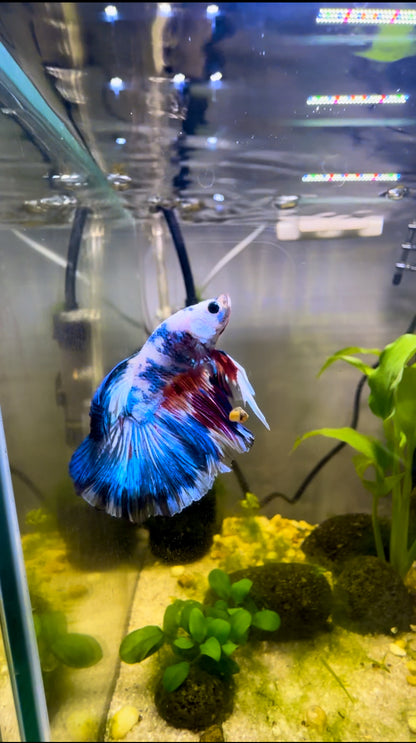 White Marbled Fancy Betta Halfmoon - Male
