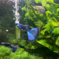 Dark Blue Moscow Guppy