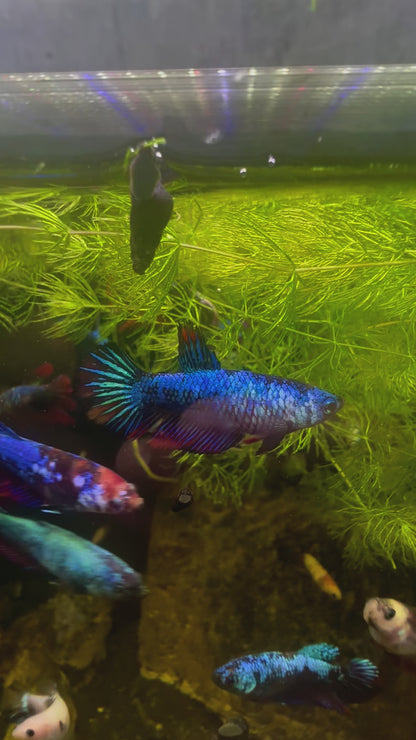Blue Fancy Betta Halfmoon - Female