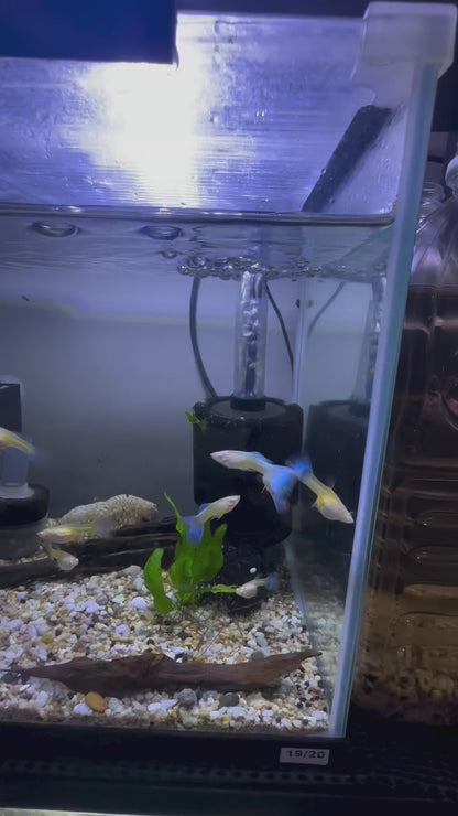 Albino Blue Topaz Guppy