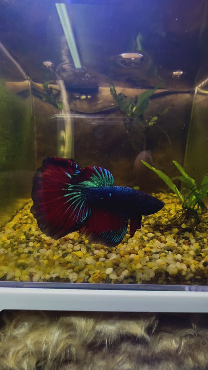 Tricolour Fancy Betta Halfmoon - Male