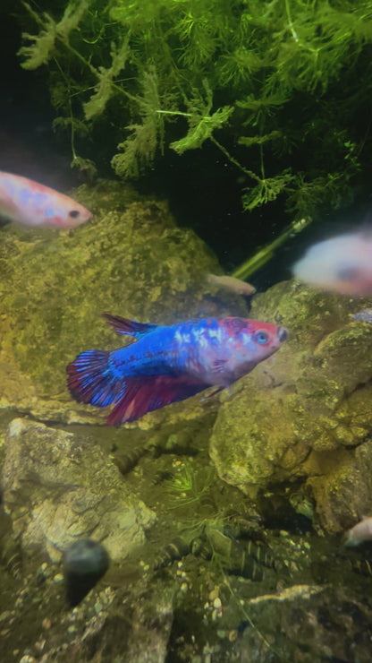 Tricolour Fancy Betta Halfmoon - Female
