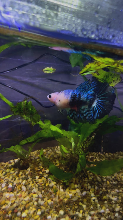 Blue Fancy Betta HMPK - Male