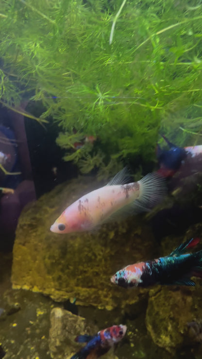 White Fancy Betta Halfmoon - Female