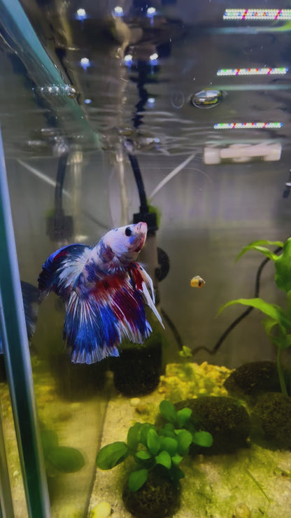 White Marbled Fancy Betta Halfmoon - Male
