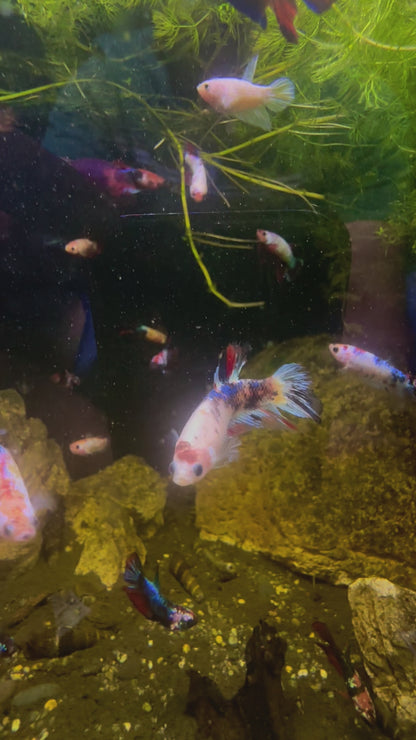 Koi Fancy Betta Halfmoon - Female