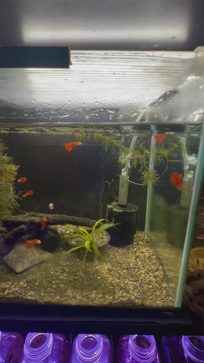 Albino Full Red Guppy (Male Only)