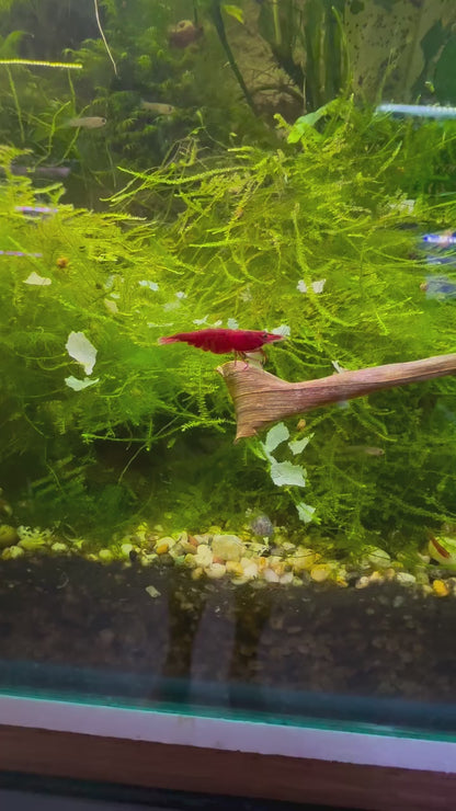 Bloody Mary Cherry Shrimp