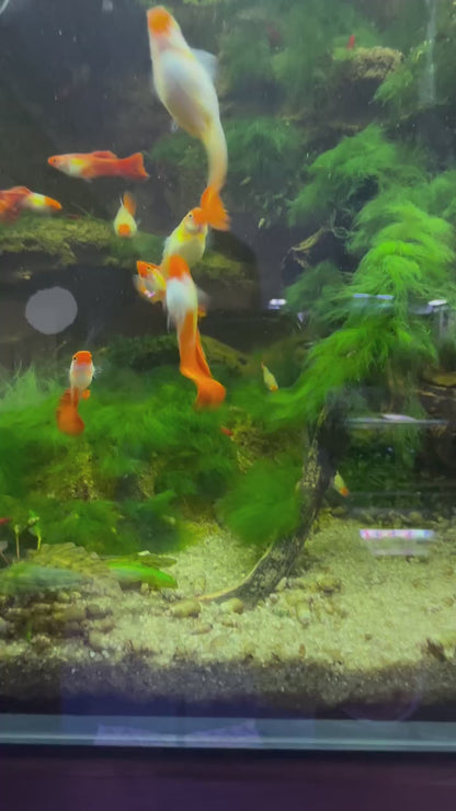 Platinum Koi Guppy