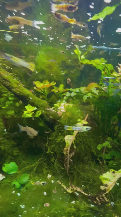Rainbow Tiger Endler
