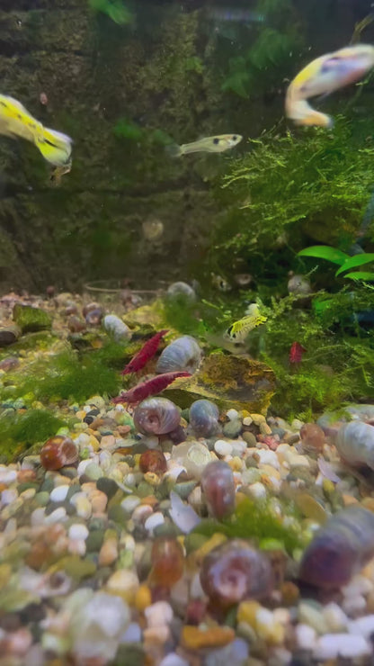 Bloody Mary Cherry Shrimp