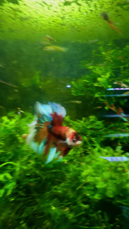 My Breeder Koi Fancy Betta Halfmoon - Male