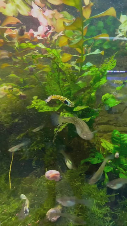 Rainbow Tiger Endler