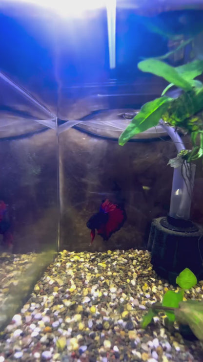 Tricolour Fancy Betta Halfmoon - Male