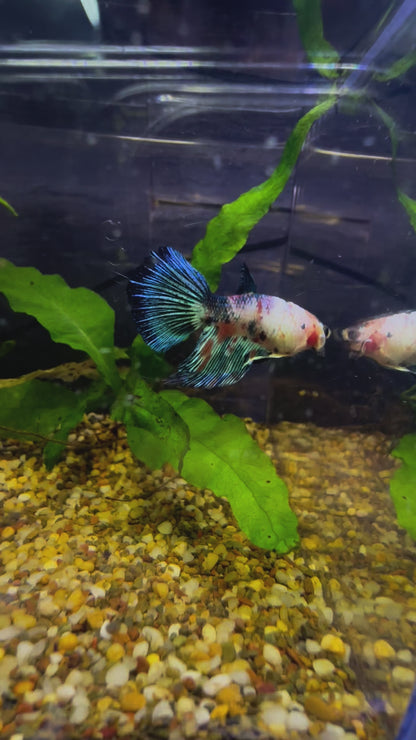 Marbled Fancy Betta Delta Tail - Male