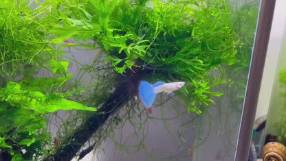 Albino Blue Topaz Guppy