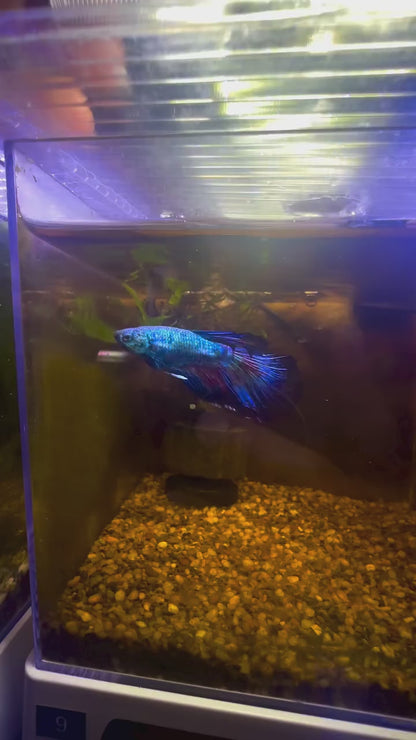 Blue Fancy Betta Halfmoon - Male