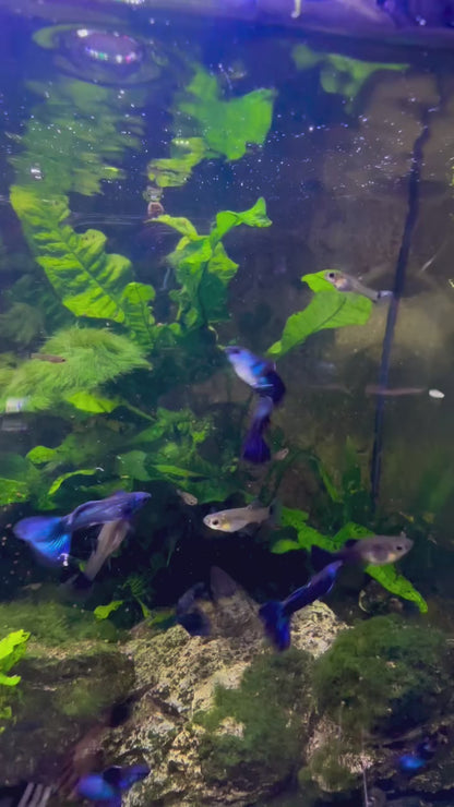 Dark Blue Moscow Guppy