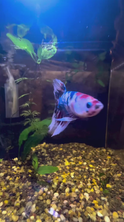 Breeder Koi Fancy Betta Halfmoon - Male
