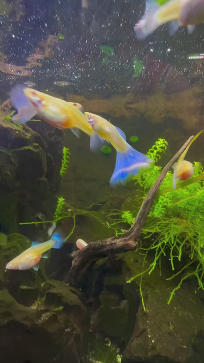 Albino Blue Topaz Guppy