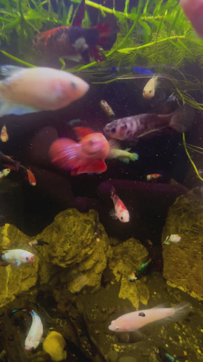 Red Fancy Betta Halfmoon - Female