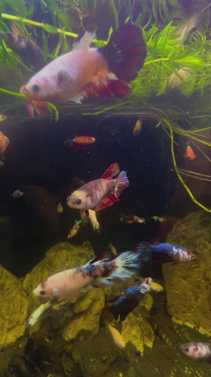 Marbled Fancy Betta Halfmoon - Female