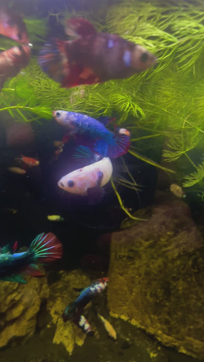Bicolour Fancy Betta Halfmoon - Female