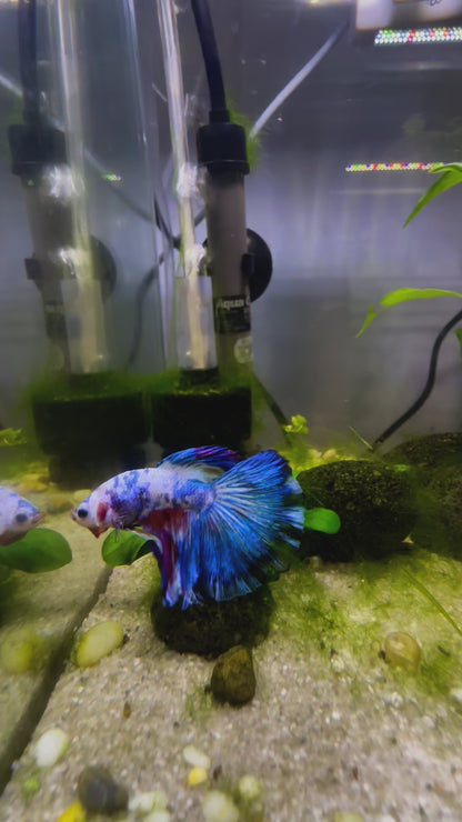 White Marbled Fancy Betta Halfmoon - Male