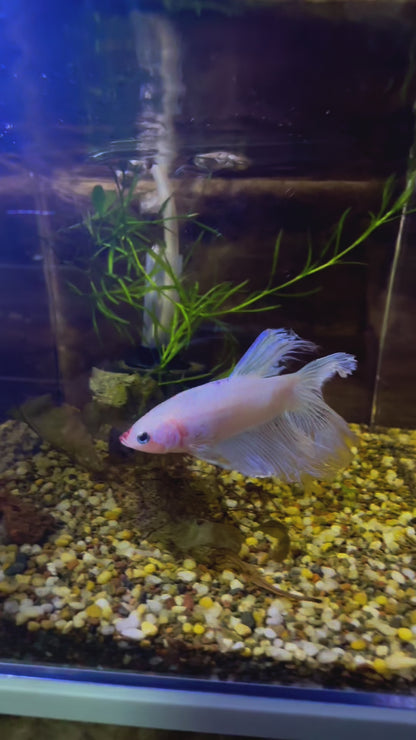 White Fancy Betta Halfmoon - Male