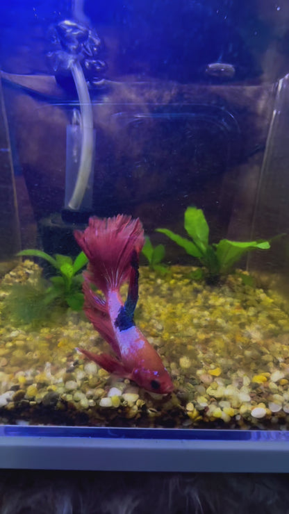 Red Fancy Betta Halfmoon - Male