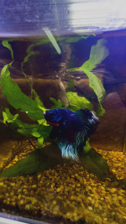 Tricolour Fancy Betta Halfmoon - Male